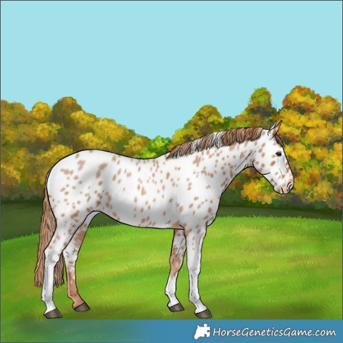 Horse Color:Red Roan Tobiano Near Leopard 