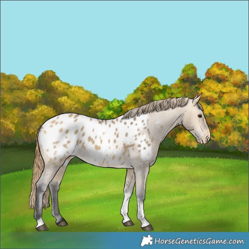 Horse Color:Buckskin Dun Tobiano Appaloosa 