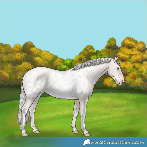 Horse Color:Gold Cream Champagne Pearl Appaloosa 