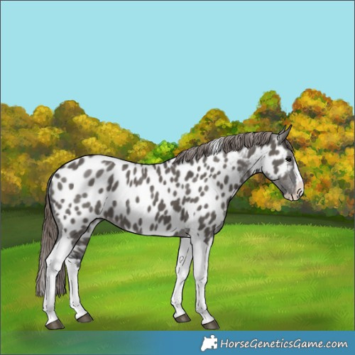 Horse Color:Grullo Splash Tobiano Near Leopard 