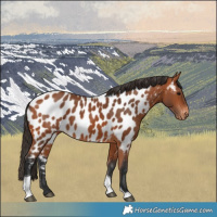 Horse Color:Bay Tobiano Appaloosa Rabicano