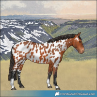 Horse Color:Bay Tobiano Appaloosa Rabicano 
