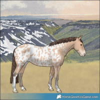 Horse Color:Amber Champagne Tobiano Appaloosa