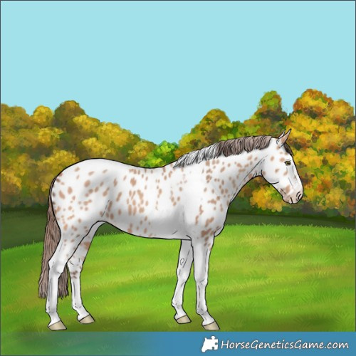 Horse Color:Amber Champagne Tobiano Near Leopard 