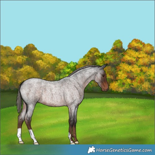 Horse Color:Liver Red Roan Mushroom 