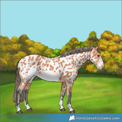 Horse Color:Bay Frame Near Leopard 