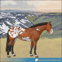 Horse Color:Bay Frame Appaloosa 