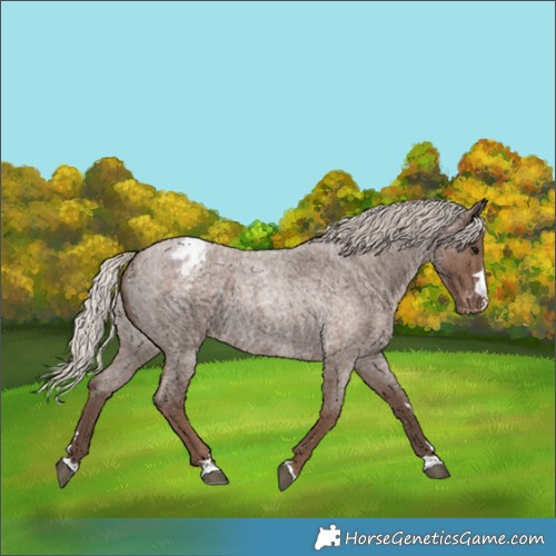 Horse Color:Silver Blue Roan Appaloosa
