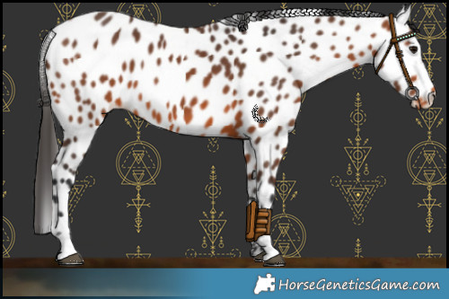 Horse Color:Bay Leopard 