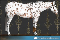 Horse Color:Bay Leopard