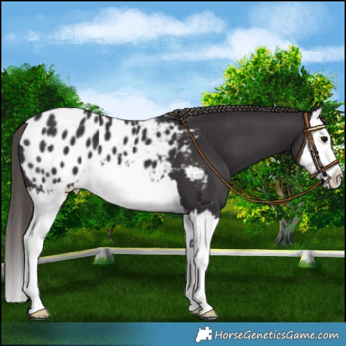Horse Color:Smoky Black Splash Appaloosa