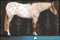 Horse Color:Red Roan Blanket Rabicano 
