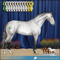 Horse Color:Gray Bay Roan Frame Appaloosa 