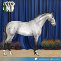 Horse Color:Gray Bay Roan Frame Appaloosa 