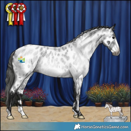 Horse Color:Gray Blue Roan Frame Appaloosa 