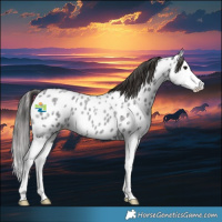 Horse Color:Smoky Blue Roan Splash Near Leopard 