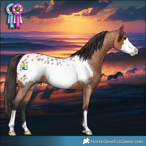 Horse Color:Bay Roan Frame Appaloosa 