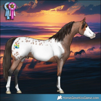 Horse Color:Bay Roan Frame Appaloosa 