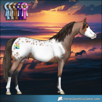 Horse Color:Bay Roan Frame Appaloosa 