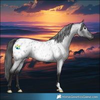 Horse Color:Gray Blue Roan Appaloosa 