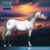 Horse Color:Gray Blue Roan Appaloosa