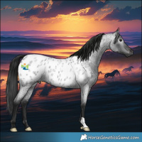 Horse Color:Gray Blue Roan Appaloosa 