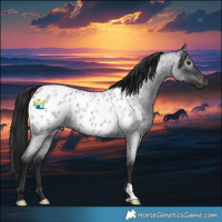 Horse Color:Gray Blue Roan Appaloosa