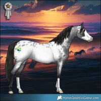 Horse Color:Gray Blue Roan Frame Appaloosa Rabicano 