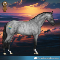 Horse Color:Gray Blue Roan Rabicano