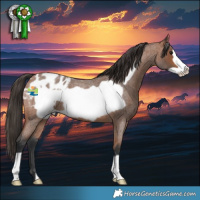 Horse Color:Bay Roan Frame Appaloosa 
