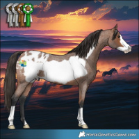 Horse Color:Bay Roan Frame Appaloosa