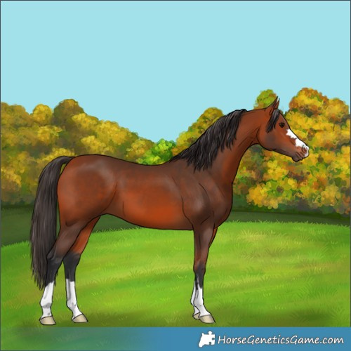 Horse Color:Bay 