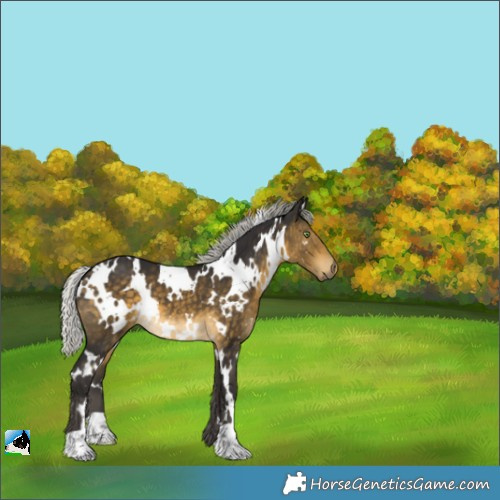 Horse Color:White Spotted Silver Buckskin 