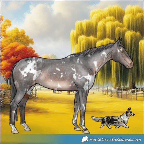 Horse Color:White Spotted Brown Appaloosa Rabicano 