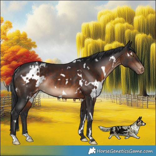 Horse Color:White Spotted Brown Appaloosa Rabicano 