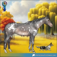 Horse Color:White Spotted Brown Appaloosa Rabicano