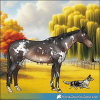 Horse Color:White Spotted Brown Appaloosa Rabicano