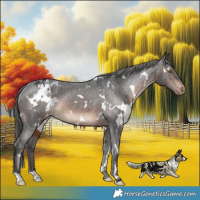 Horse Color:White Spotted Brown Appaloosa Rabicano 