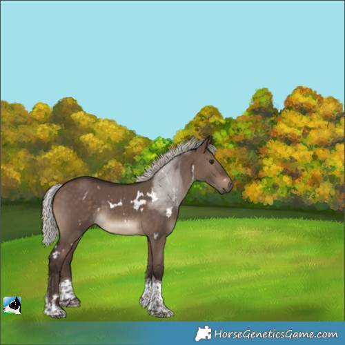 Horse Color:White Spotted Silver Brown Dun Tobiano 