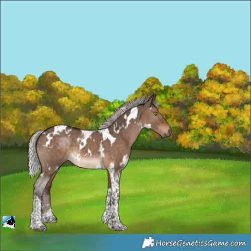 Horse Color:White Spotted Silver Brown Dun Tobiano 