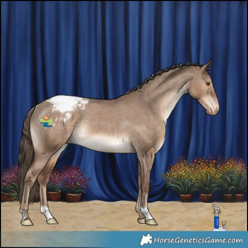 Horse Color:Liver Red Dun Appaloosa Rabicano 