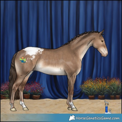 Horse Color:Liver Red Dun Appaloosa Rabicano