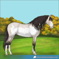Horse Color:Bay Roan Dun Frame