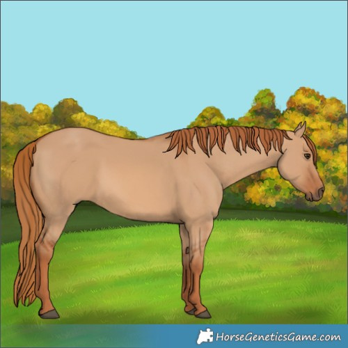 Horse Color:Red Dun 
