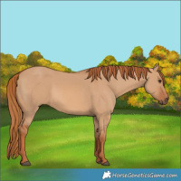 Horse Color:Red Dun