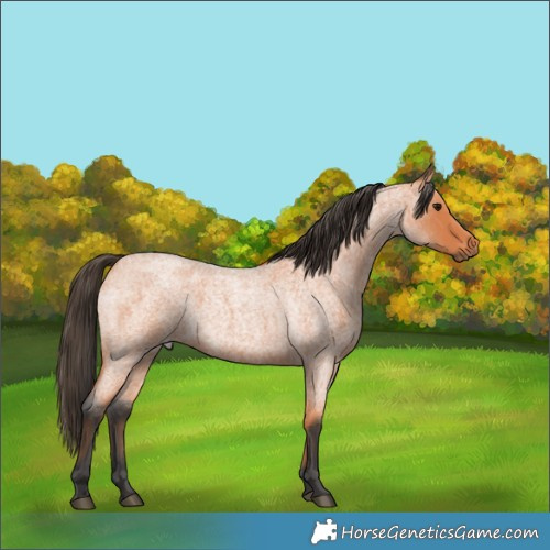 Horse Color:Bay Roan 