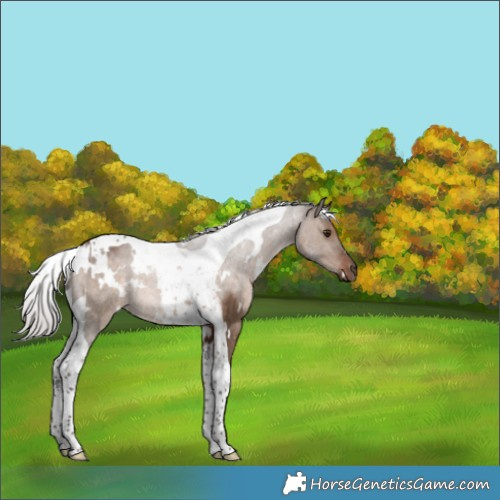 Horse Color:White Spotted Silver Brown Dun Tobiano Rabicano 