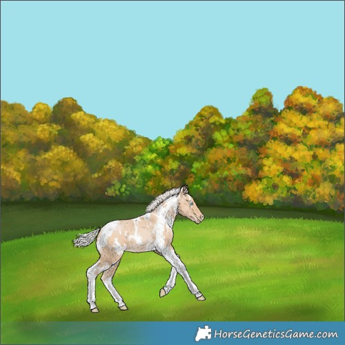 Horse Color:White Spotted Silver Smoky Black Pearl Tobiano Appaloosa 