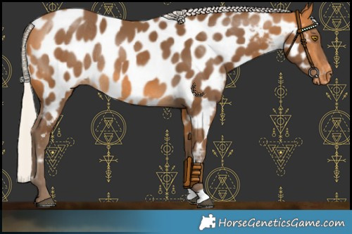 Horse Color:Silver Buckskin Near Leopard Rabicano 