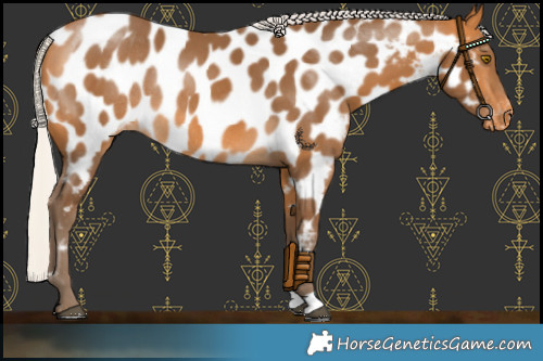 Horse Color:Silver Buckskin Appaloosa Rabicano